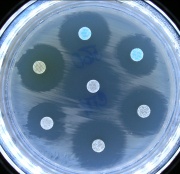 Kultivační miska B